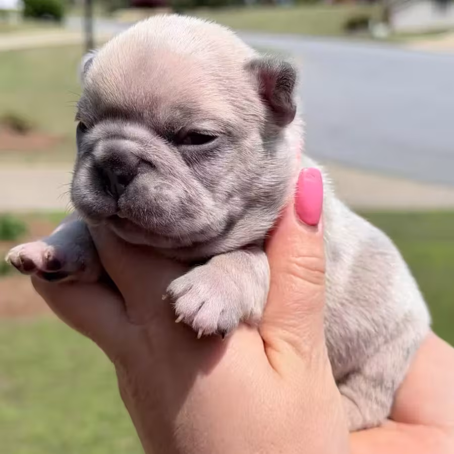 Female Fawn Merle DOB 03.22.2026 | French bulldog puppy