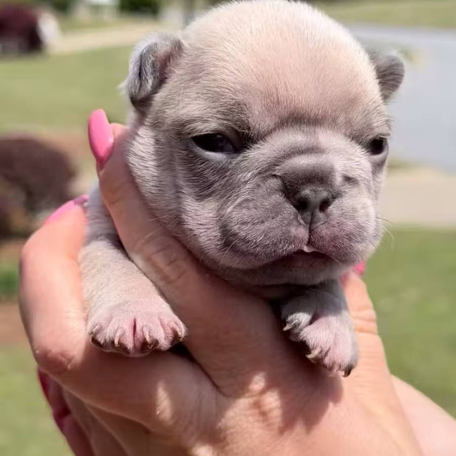 Female Fawn Merle DOB 03.22.2026 | French bulldog puppy