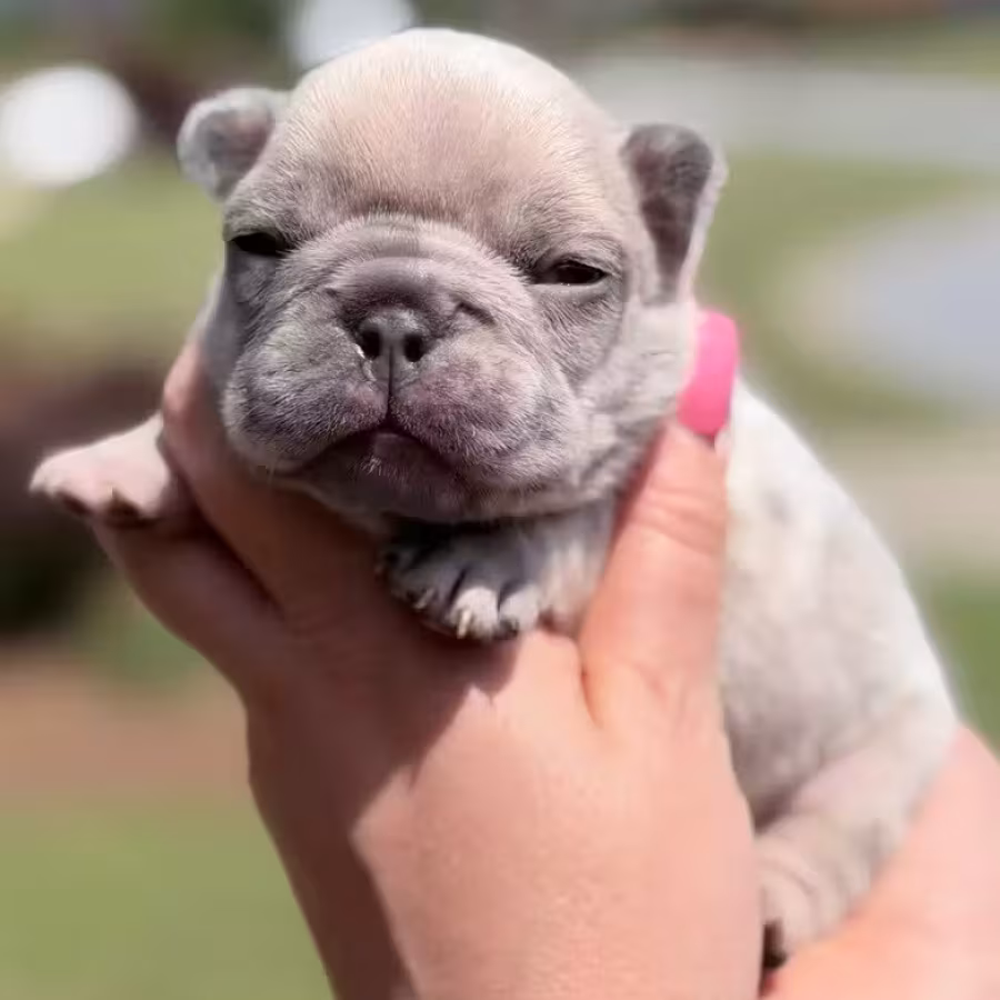 Female Fawn Merle DOB 03.22.2026 | French bulldog puppy