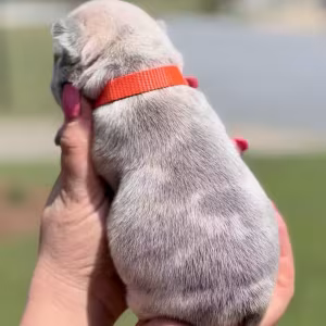 Female Fawn Merle DOB 03.22.2026 | French bulldog puppy