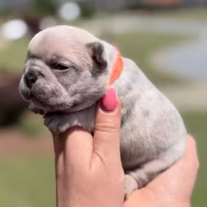 Female Fawn Merle DOB 03.22.2026 | French bulldog puppy