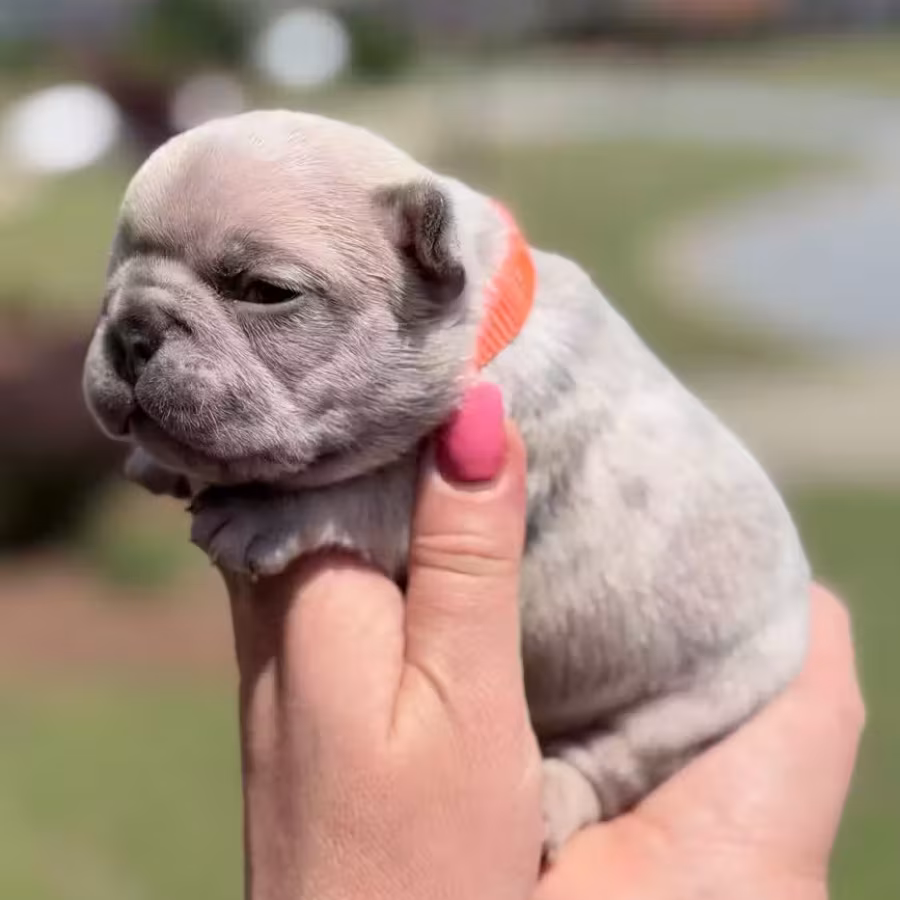Female Fawn Merle DOB 03.22.2026 | French bulldog puppy