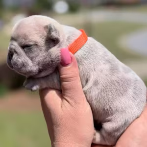 Female Fawn Merle DOB 03.22.2026 | French bulldog puppy