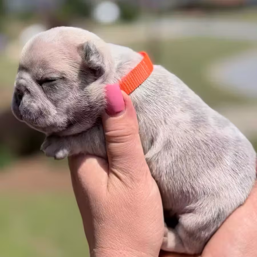 Female Fawn Merle DOB 03.22.2026 | French bulldog puppy
