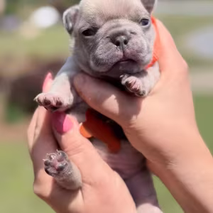 Female Fawn Merle DOB 03.22.2026 | French bulldog puppy