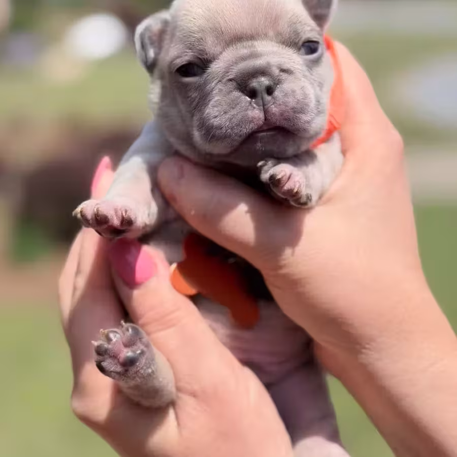 Female Fawn Merle DOB 03.22.2026 | French bulldog puppy
