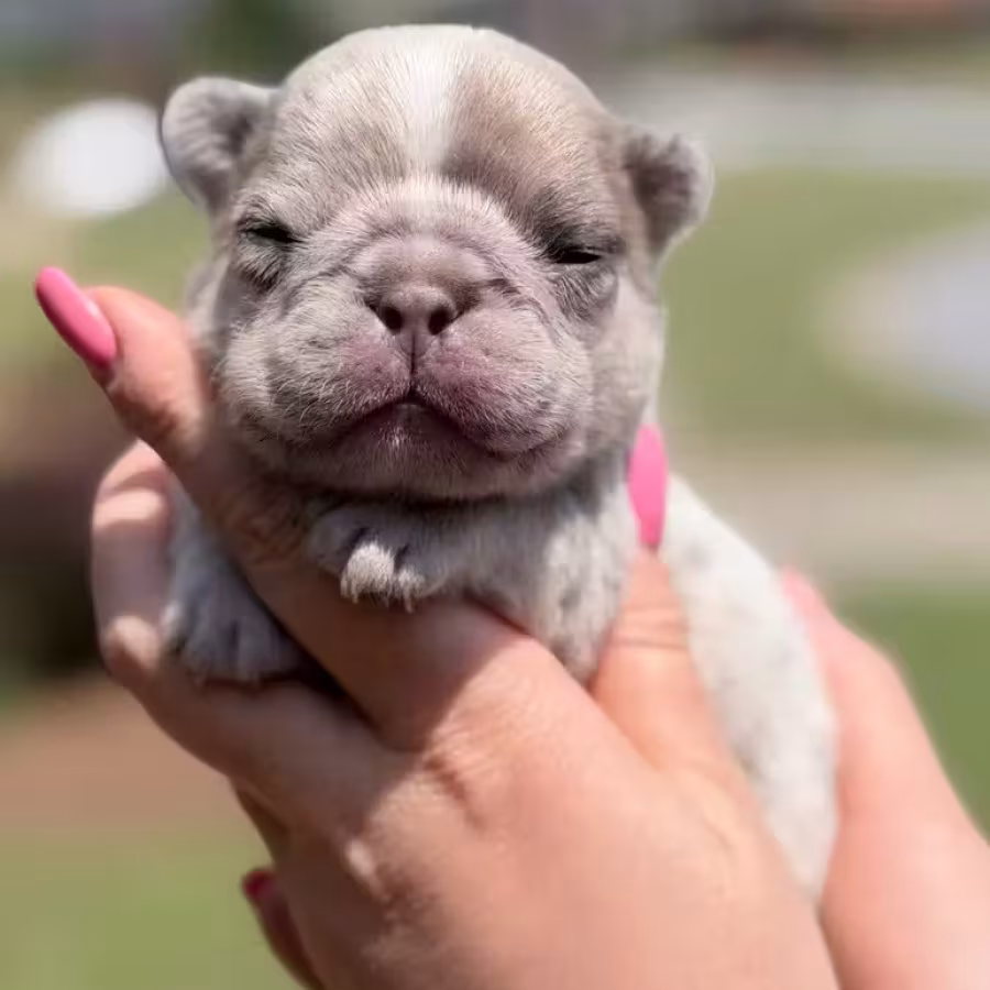 Female Fawn Merle DOB 03.22.2026