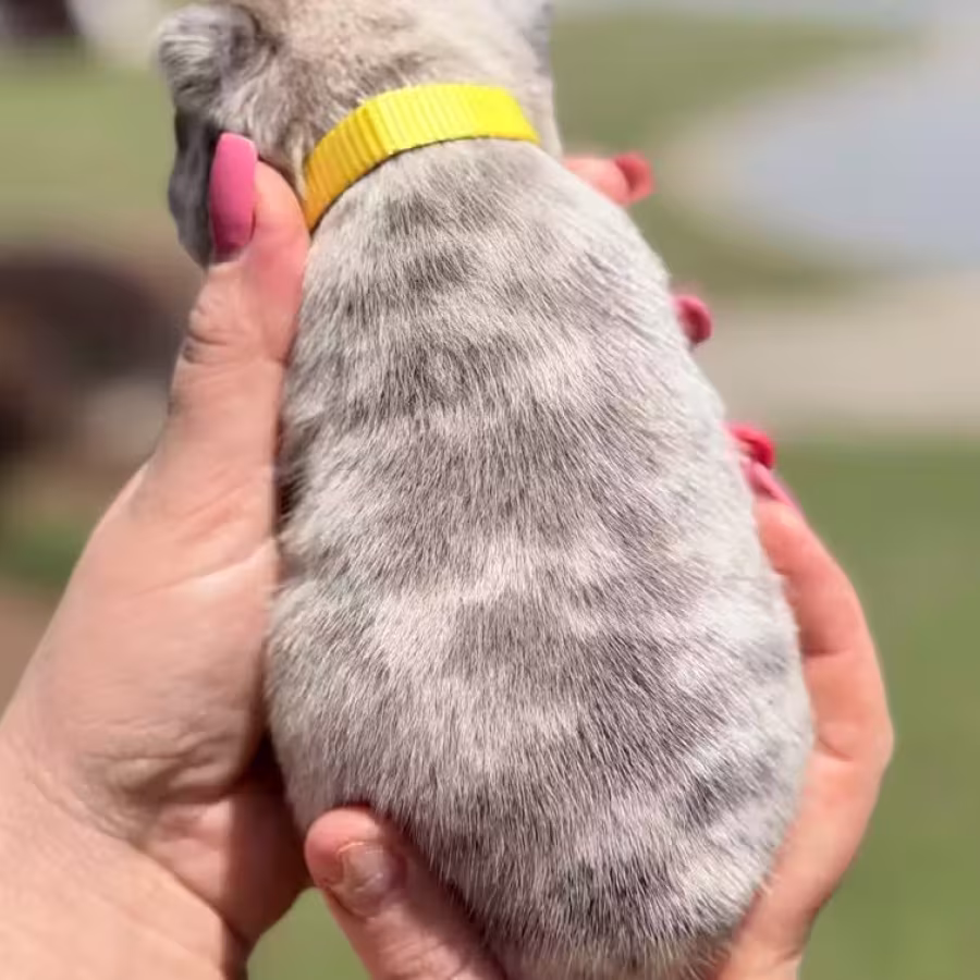 Female Fawn Merle DOB 03.22.2026