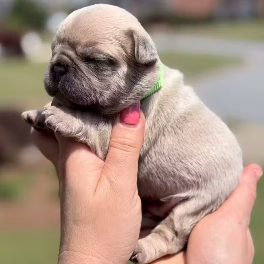 Male Fawn DOB 03.22.2026 | French bulldog puppy