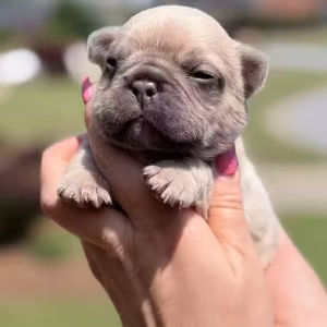 Male Fawn DOB 03.22.2026 | French bulldog puppy