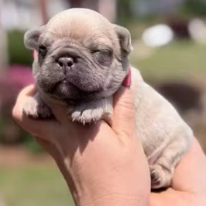 Male Fawn DOB 03.22.2026 | French bulldog puppy