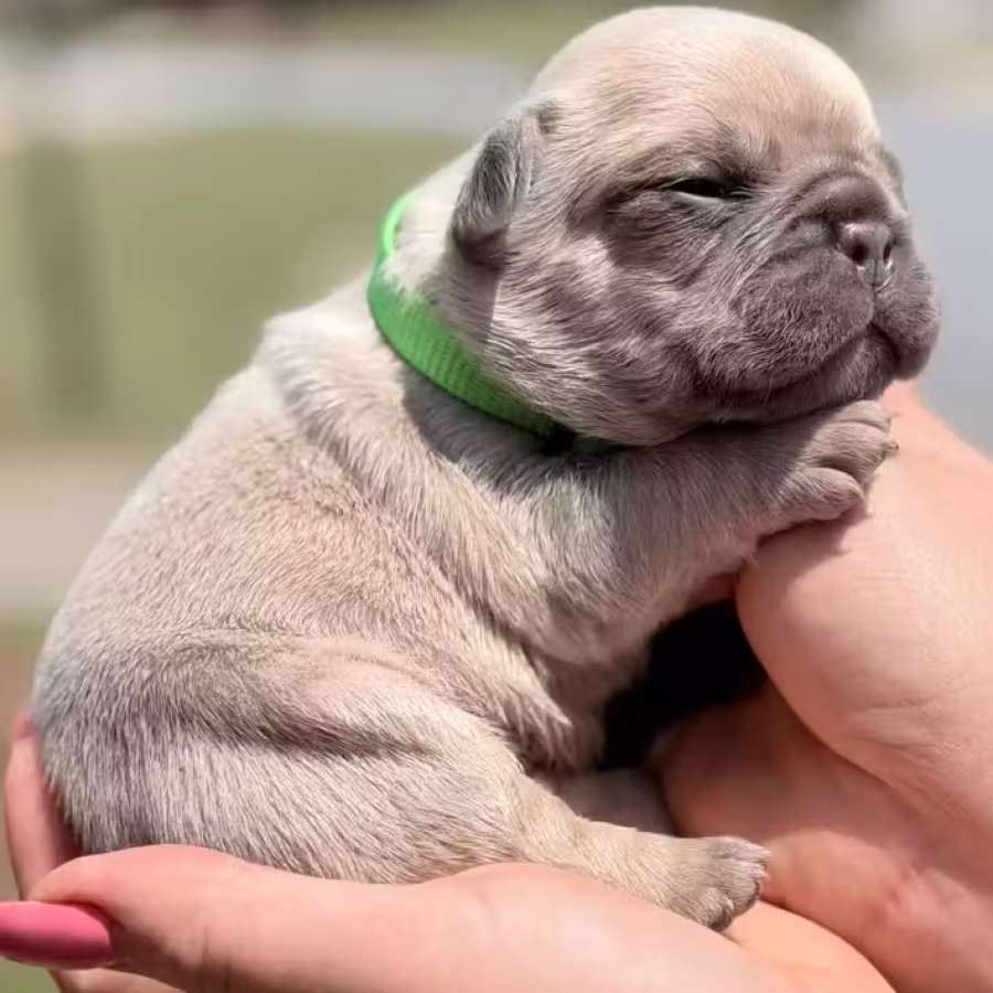 Male Fawn DOB 03.22.2026 | French bulldog puppy