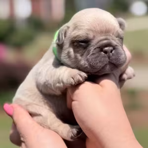 Male Fawn DOB 03.22.2026 | French bulldog puppy