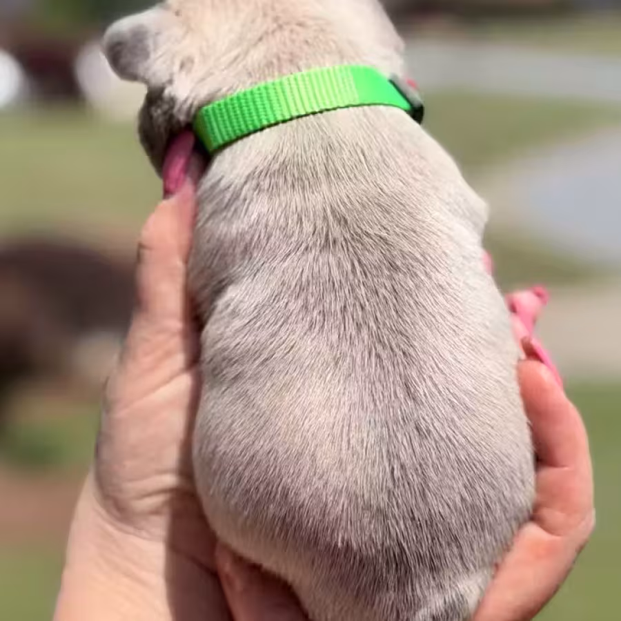 Male Fawn DOB 03.22.2026 | French bulldog puppy