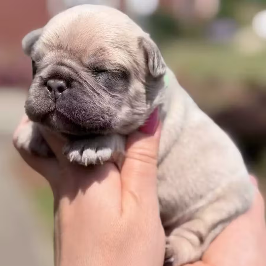 Male Fawn DOB 03.22.2026 | French bulldog puppy