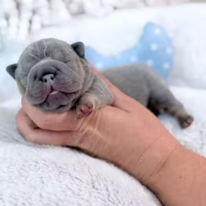 Male Lilac Tan DOB 04.12.2026 | French bulldog puppy