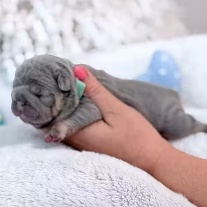 Male Lilac Tan DOB 04.12.2026 | French bulldog puppy