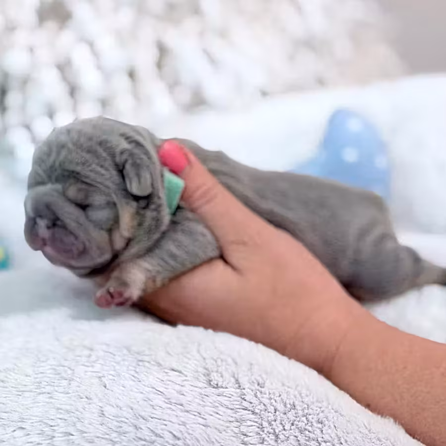 Male Lilac Tan DOB 04.12.2026 | French bulldog puppy