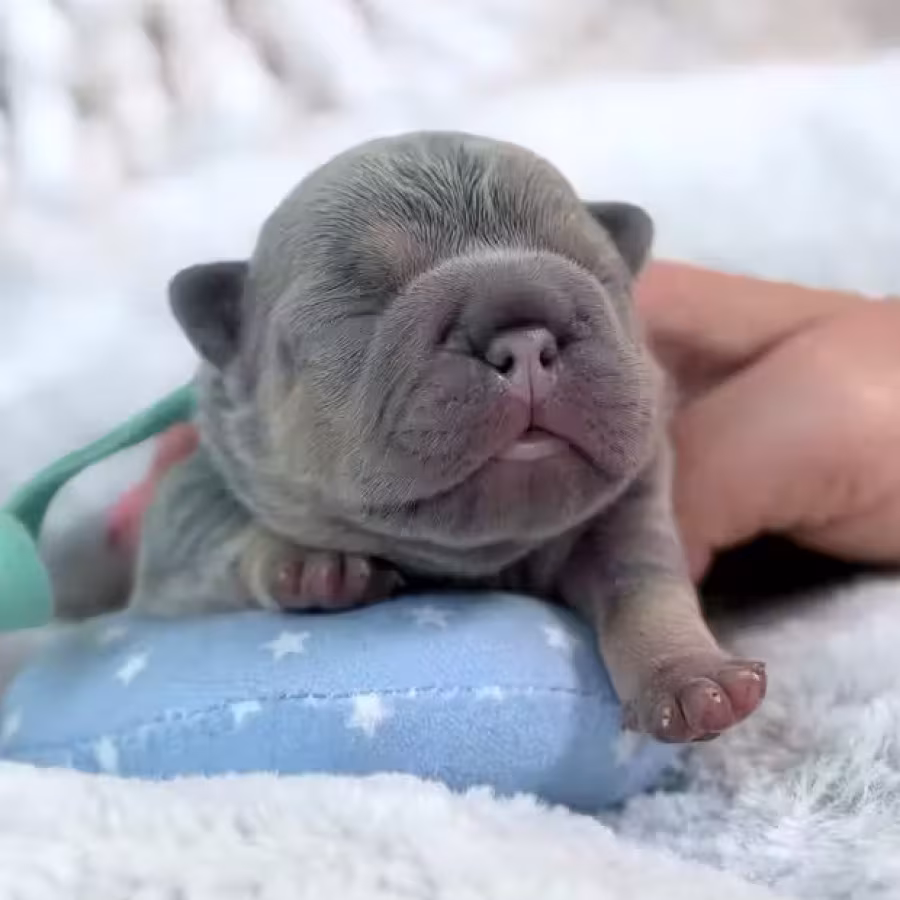 Male Lilac Tan DOB 04.12.2026 | French bulldog puppy