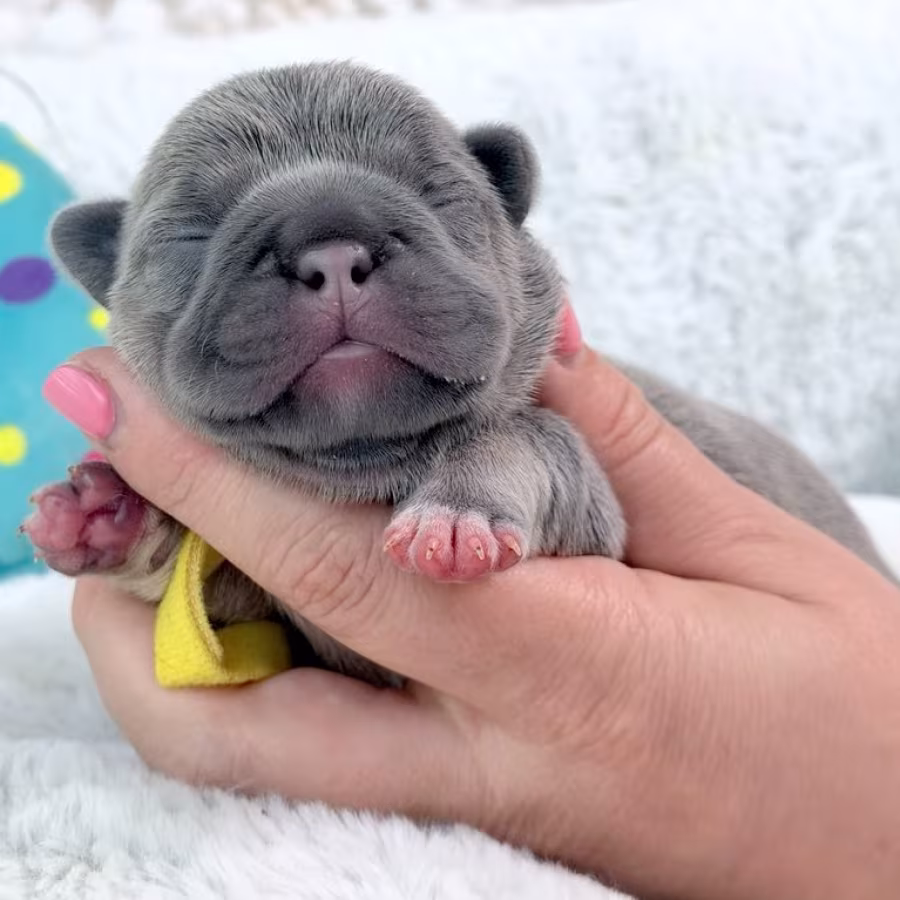 Female Blue Tan DOB 04.12.2026 | French bulldog puppy