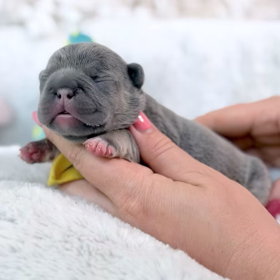 Female Blue Tan DOB 04.12.2026 | French bulldog puppy