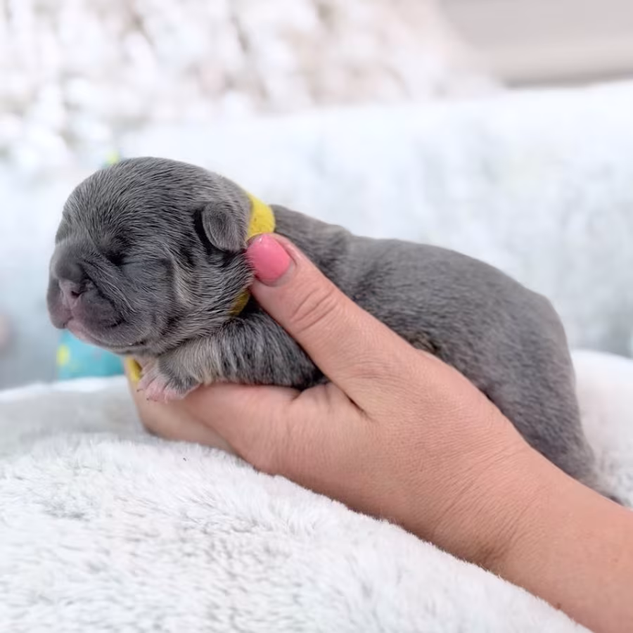 Female Blue Tan DOB 04.12.2026 | French bulldog puppy