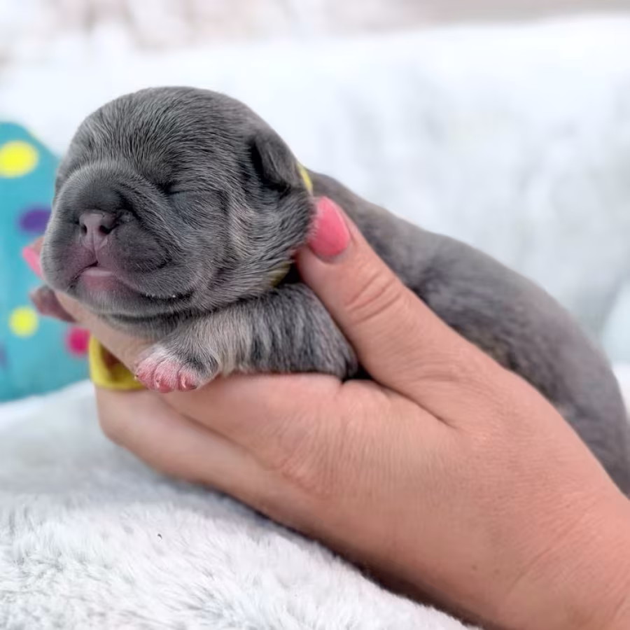 Female Blue Tan DOB 04.12.2026 | French bulldog puppy