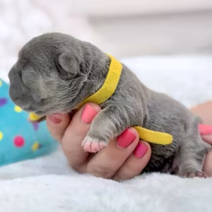 Female Blue Tan DOB 04.12.2026 | French bulldog puppy