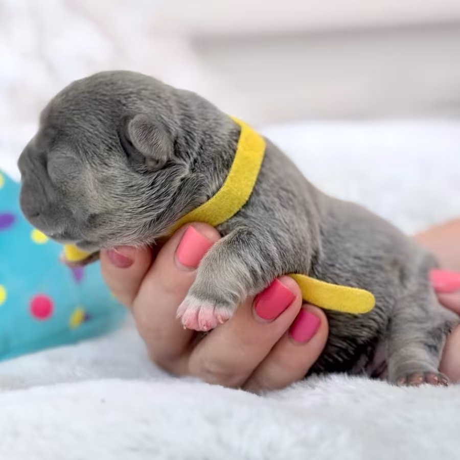 Female Blue Tan DOB 04.12.2026 | French bulldog puppy