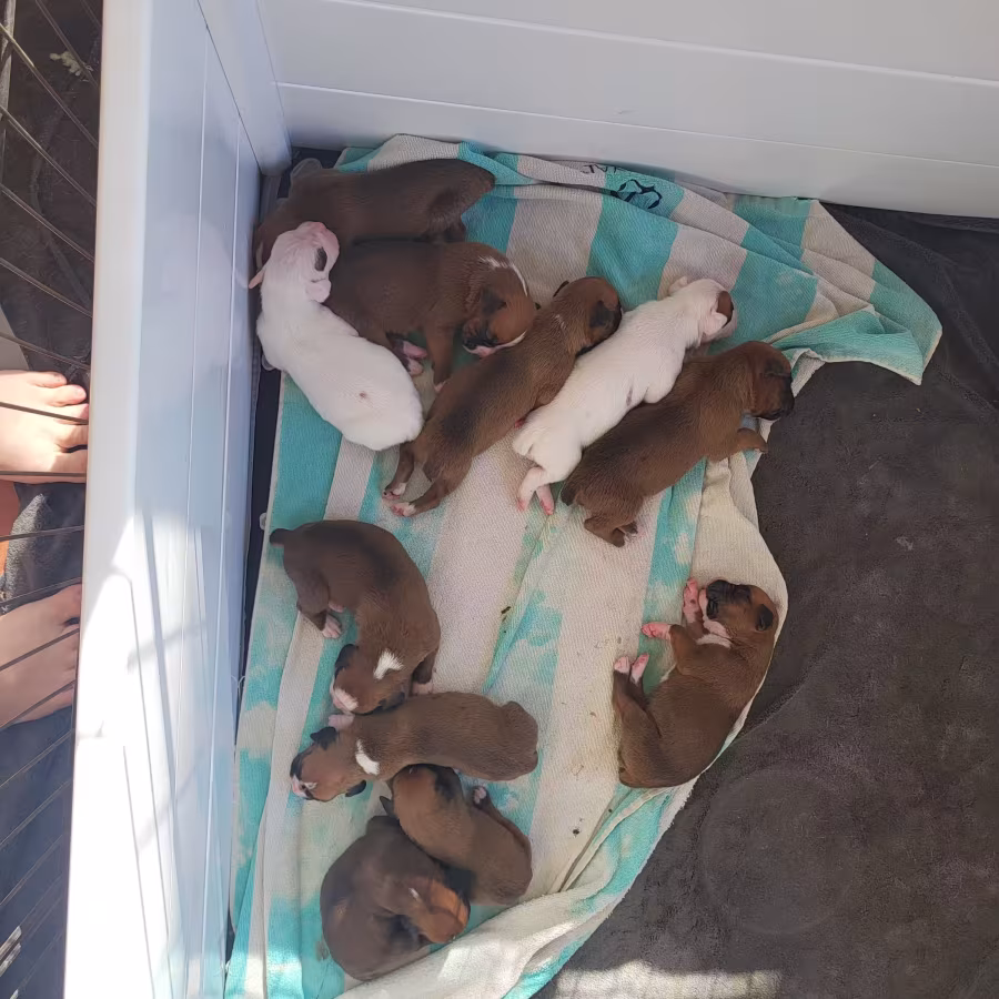 AKC Boxer puppies for sale