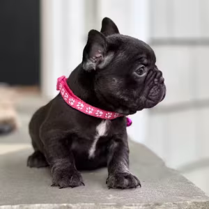 Stunning Chocolate French Bulldog Female — Elite AKC Puppy!
