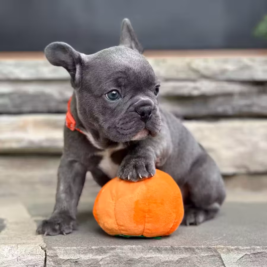 Gorgeous Solid Blue French Bulldog Male — Elite AKC Puppy!