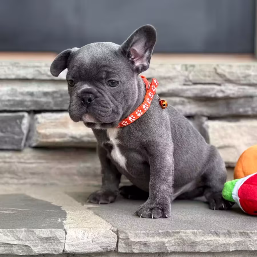 Gorgeous Solid Blue French Bulldog Male — Elite AKC Puppy!