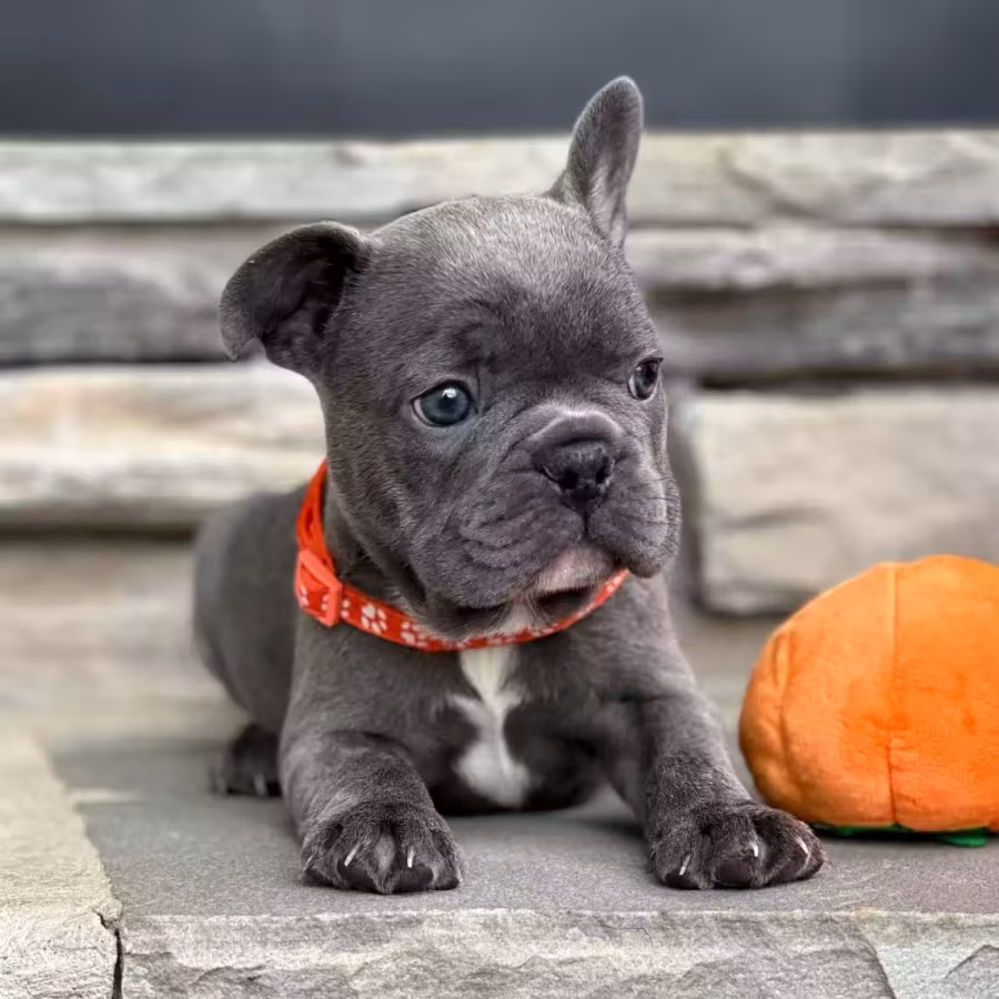 Gorgeous Solid Blue French Bulldog Male — Elite AKC Puppy!