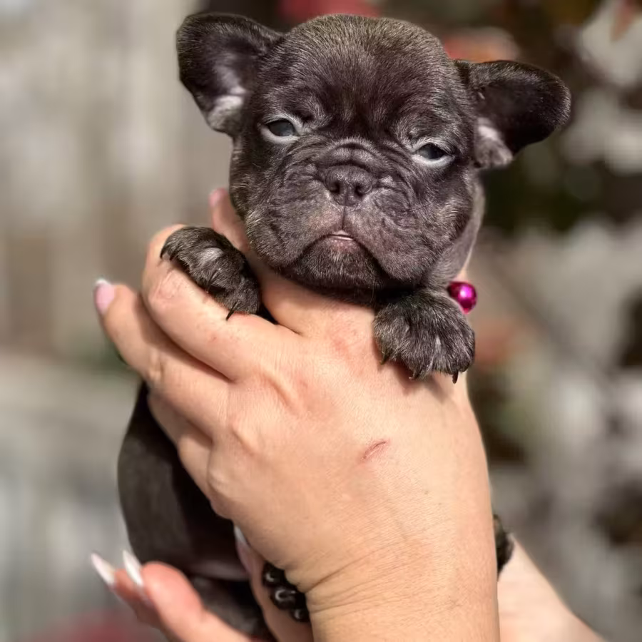 Stunning Chocolate French Bulldog Female — Elite AKC Puppy!
