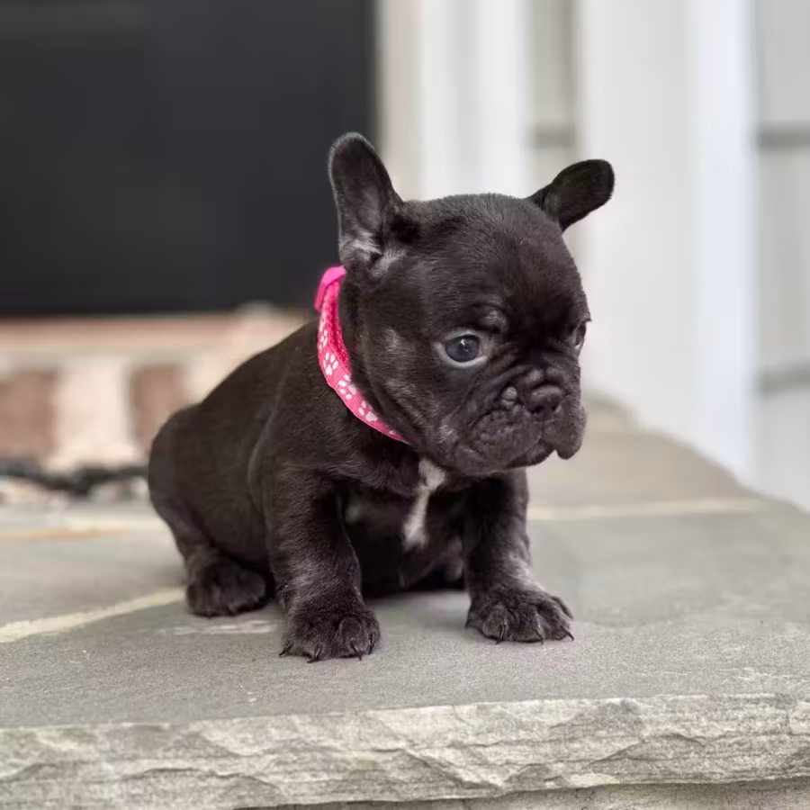 Stunning Chocolate French Bulldog Female — Elite AKC Puppy!