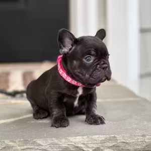 Stunning Chocolate French Bulldog Female — Elite AKC Puppy!