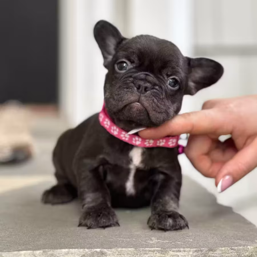Stunning Chocolate French Bulldog Female — Elite AKC Puppy!