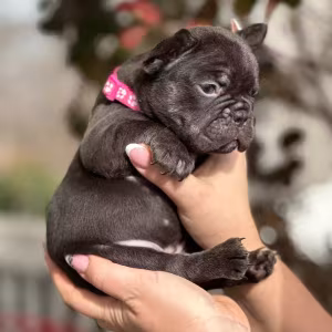 Stunning Chocolate French Bulldog Female — Elite AKC Puppy!