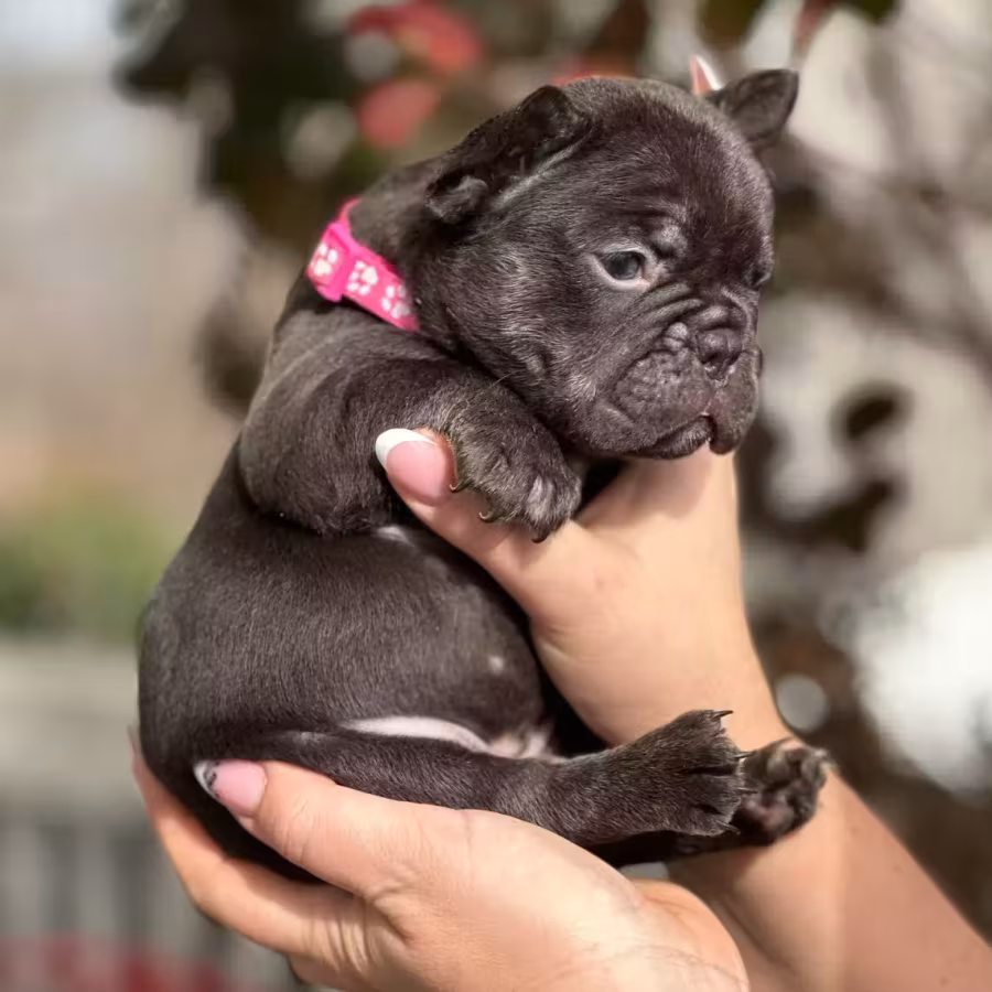 Stunning Chocolate French Bulldog Female — Elite AKC Puppy!