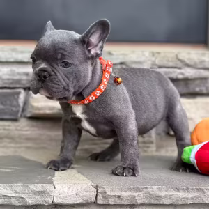 Gorgeous Solid Blue French Bulldog Male — Elite AKC Puppy!