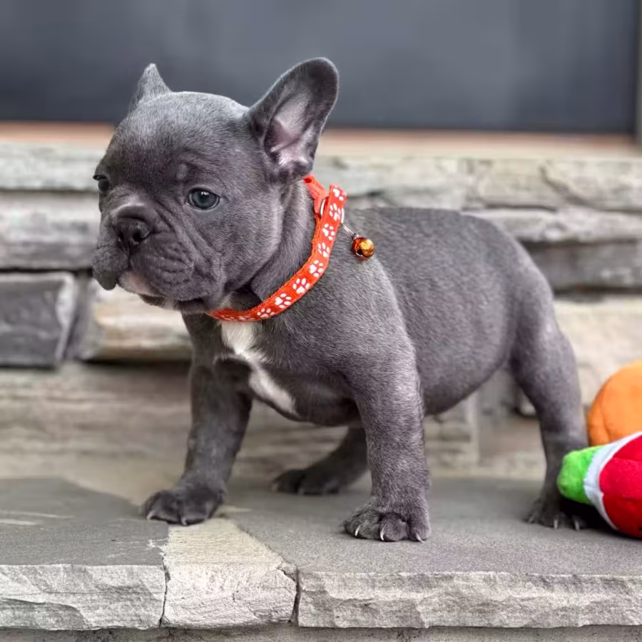 Gorgeous Solid Blue French Bulldog Male — Elite AKC Puppy!