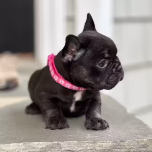 Stunning Chocolate French Bulldog Female — Elite AKC Puppy!