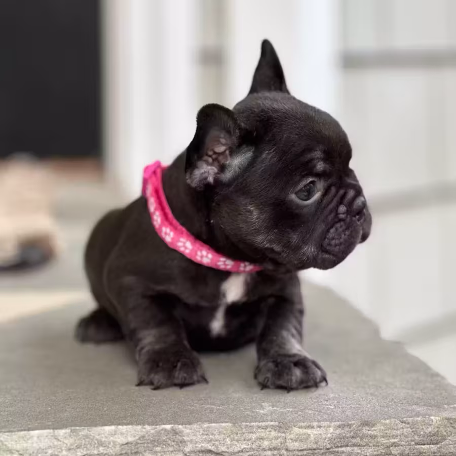 Stunning Chocolate French Bulldog Female — Elite AKC Puppy!