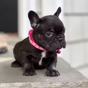 Stunning Chocolate French Bulldog Female — Elite AKC Puppy!