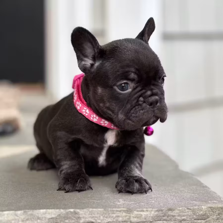 Stunning Chocolate French Bulldog Female — Elite AKC Puppy!