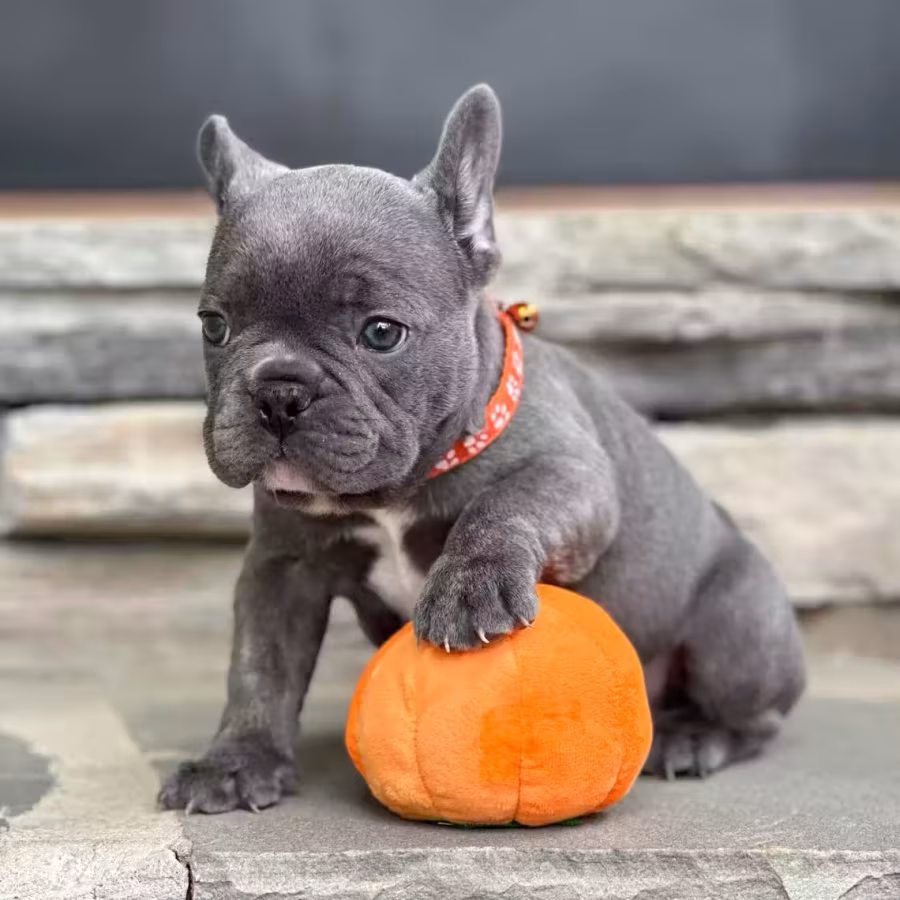 Gorgeous Solid Blue French Bulldog Male — Elite AKC Puppy!