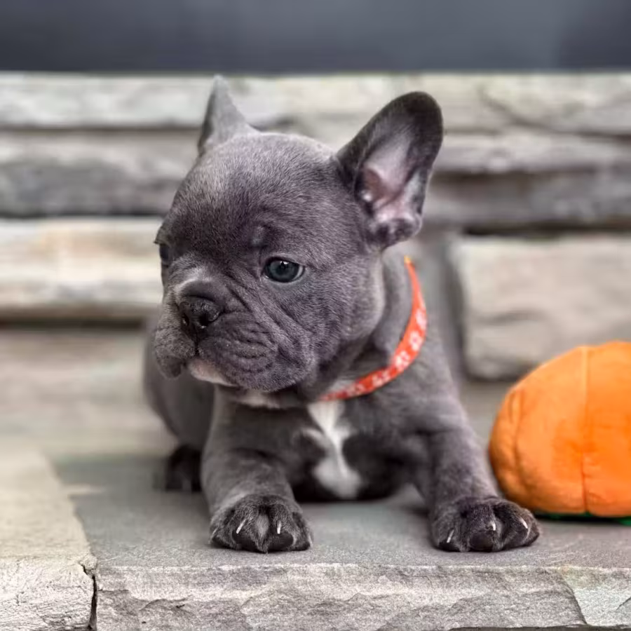 Gorgeous Solid Blue French Bulldog Male — Elite AKC Puppy!