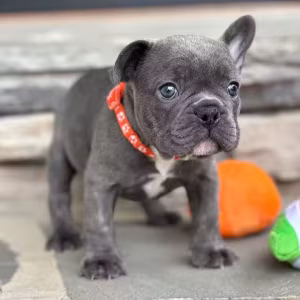 Gorgeous Solid Blue French Bulldog Male — Elite AKC Puppy!