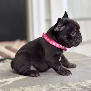Stunning Chocolate French Bulldog Female — Elite AKC Puppy!